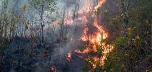 शिकार आरक्षमा आगलागी हुँदा ३० हेक्टर वन नष्ट
